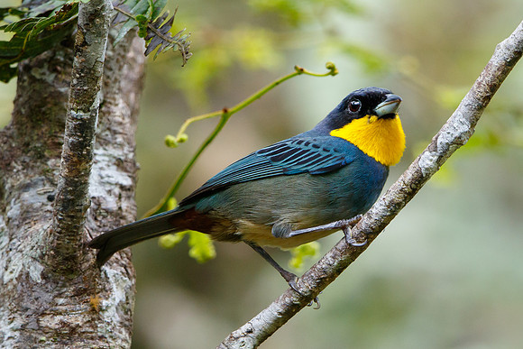 Purplish-mantled Tanager
