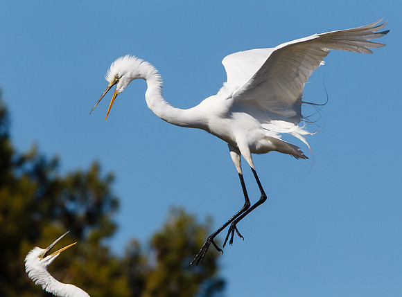 Great Egrets