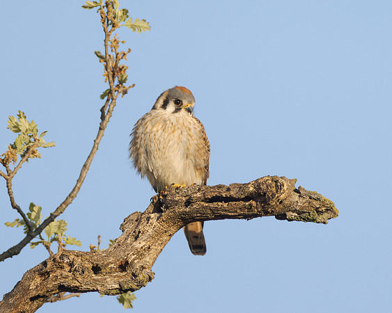 Anerican Kestrel