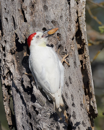 Leucistic Acorn Woodpecker
