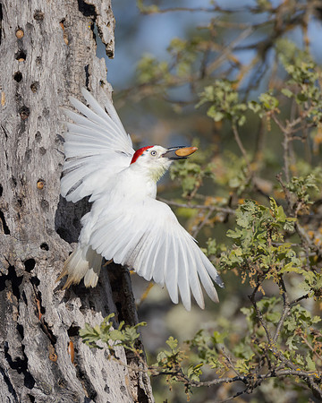 Leucistic Acorn Woodpecker