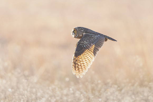 Long-eared Owl