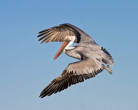 Brown Pelican