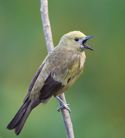 Palm Tanager