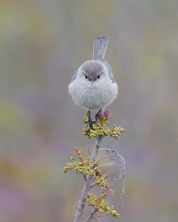 Bushtit