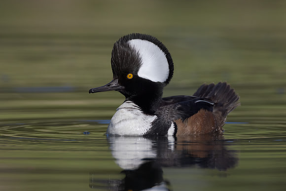Hooded Merganser