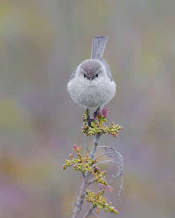 Bushtit