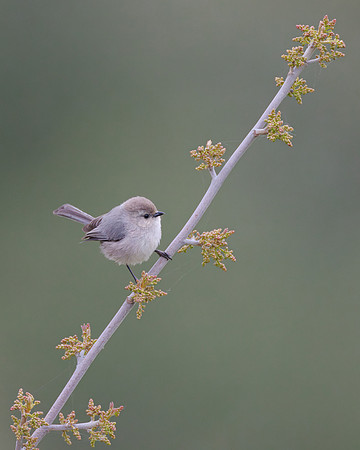 Bushtit