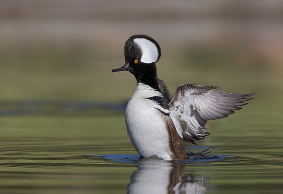 Hooded Merganser