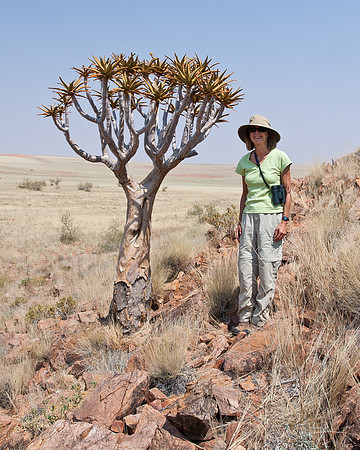 Jane & Quiver Tree