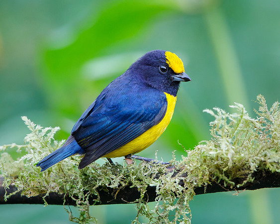 Golden-bellied Euphonia