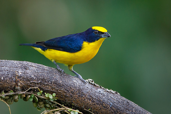 Thick-billed Euphonia