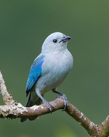 Blue-gray Tanager