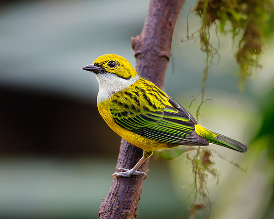 Silver-throated Tanager