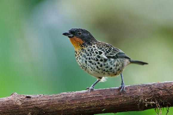 Rufous-throated Tanager
