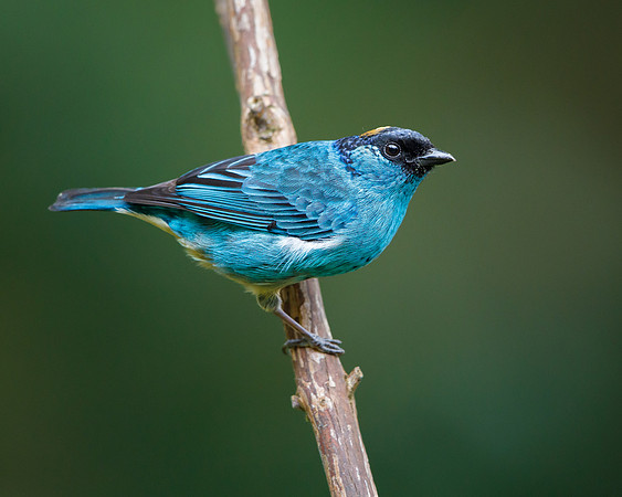 Golden-naped Tanager