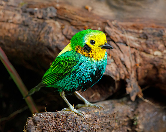 Multicolored Tanager (male)