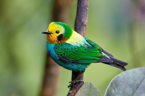 Multicolored Tanager (male)