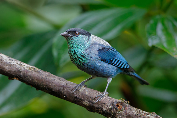 Black-capped Tanager