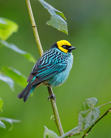 Saffron-crowned Tanager