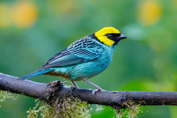 Saffron-crowned Tanager