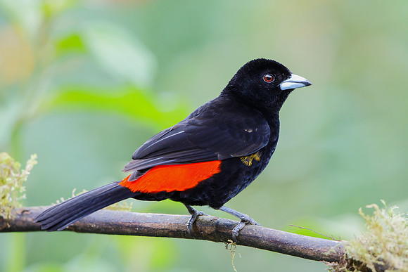 Flame-rumped Tanager (male)