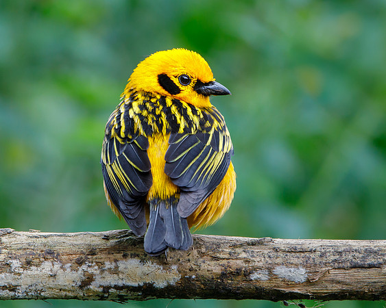 Golden Tanager