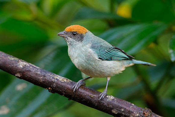 Scrub Tanager