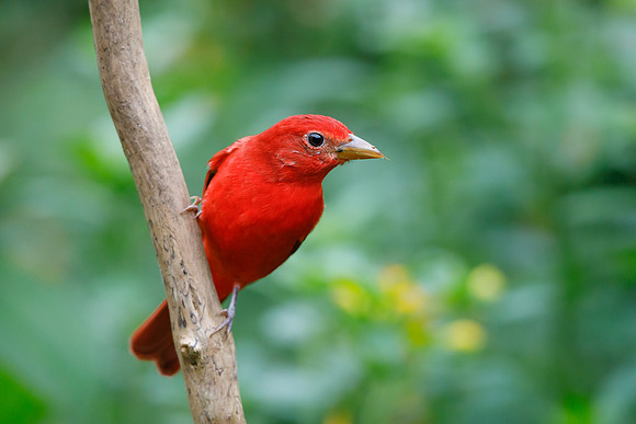 Summer Tanager (male)