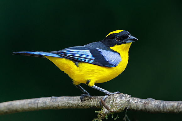 Blue-winged Mountain-Tanager
