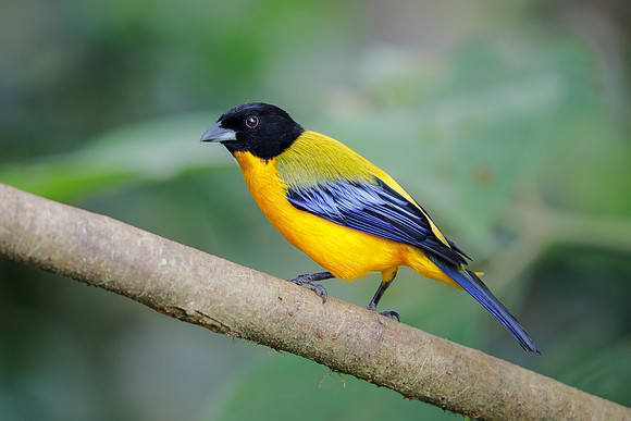 Black-chinned Mountain-Tanager