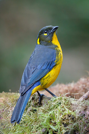 Lacrimose Mountain-Tanager