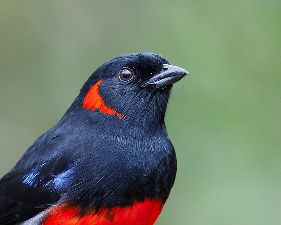 Scarlet-bellied Mountain-Tanager