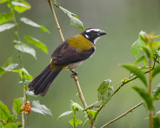 Black-winged Saltator