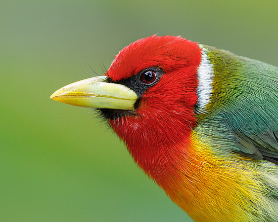 Red-headed Barbet (male)