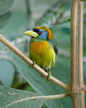 Red-headed Barbet (female)