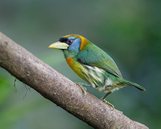 Red-headed Barbet (female)