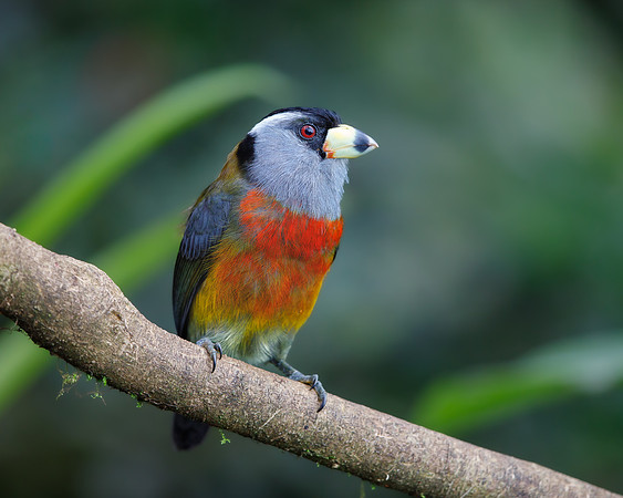 Toucan Barbet