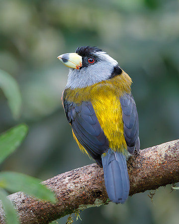 Toucan Barbet