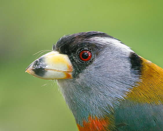 Toucan Barbet