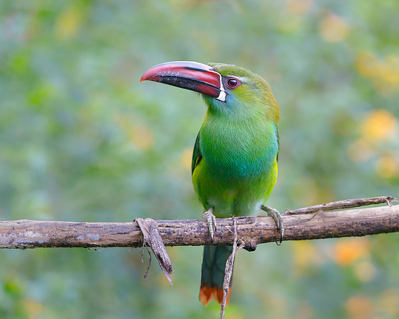 Crimson-rumped Toucanet