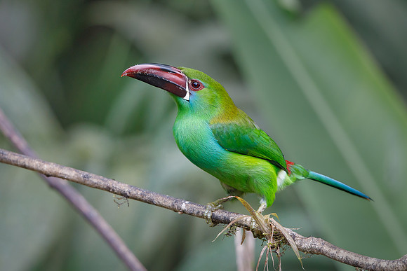 Crimson-rumped Toucanet