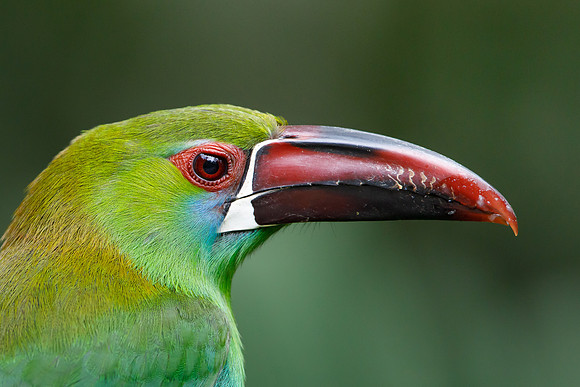 Crimson-rumped Toucanet