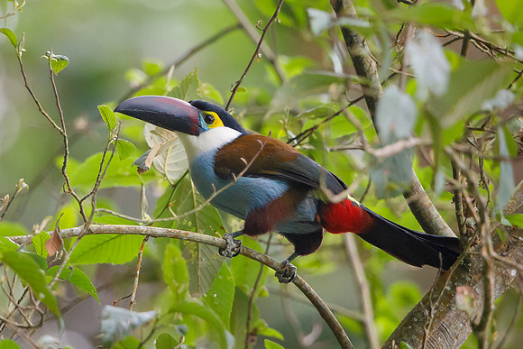 Black-billed Mountain-Toucan