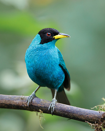 Green Honeycreeper (male)