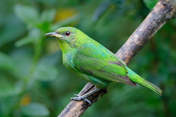 Green Honeycreeper (female)