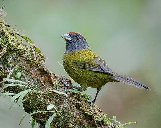 Olive Finch