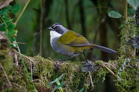 Gray-browed Brushfinch