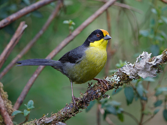 Pale-naped Brushfinch