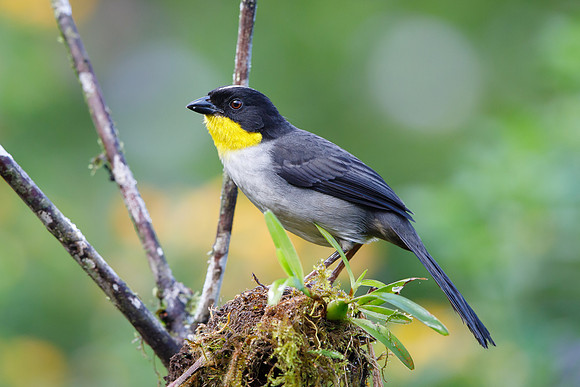 White-naped Brushfinch